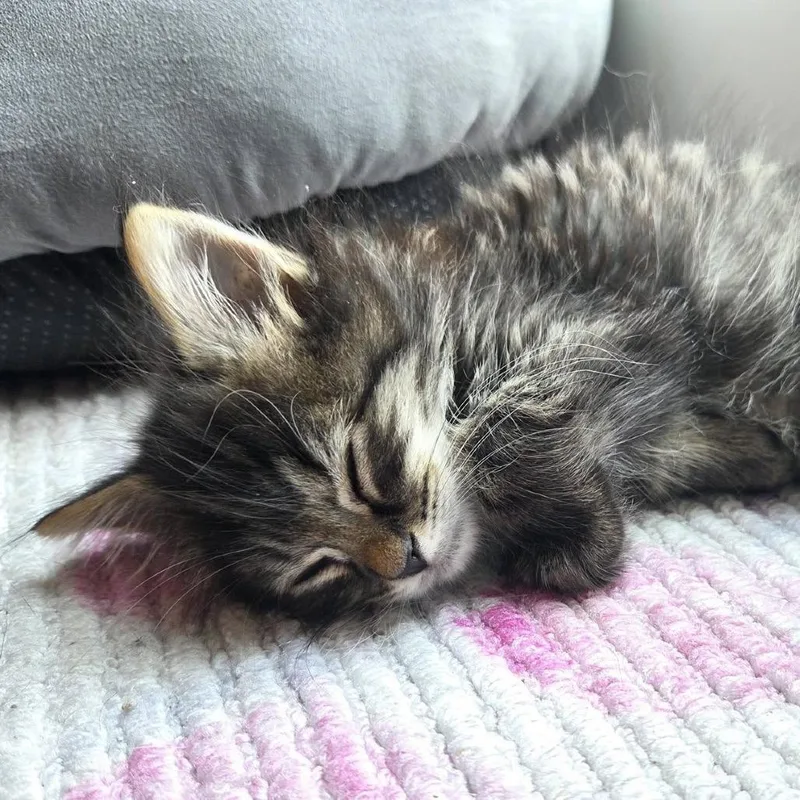 A baby small-sized male Brown / Chocolate Domestic Long Hair cat named Rowan for adoption in Reisterstown, MD