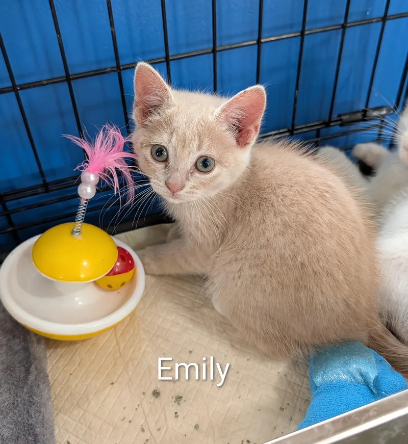A baby medium-sized female Buff / Tan / Fawn Domestic Short Hair cat named Emily for adoption in Waterloo, IA