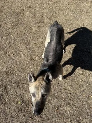 An adult medium-sized male Black Shepherd dog named Beckett for adoption in Bulverde, TX