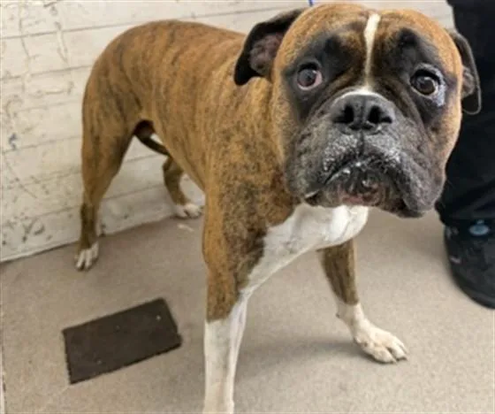 An adult large-sized male Boxer dog named Baxter for adoption in San Bernardino, CA