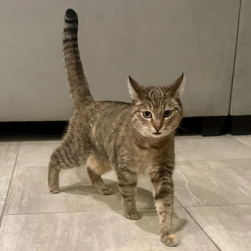 A senior small-sized female Brown / Chocolate Domestic Short Hair cat named Wren for adoption in Las Vegas, NV