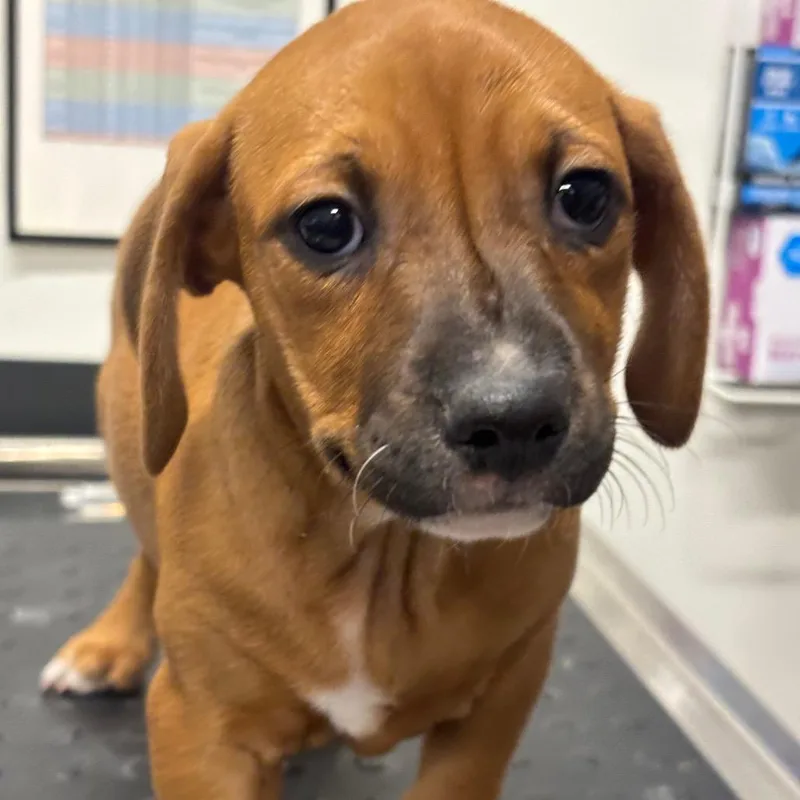 A baby small-sized female Black Catahoula Leopard Dog dog named Ribbon for adoption in League City, TX