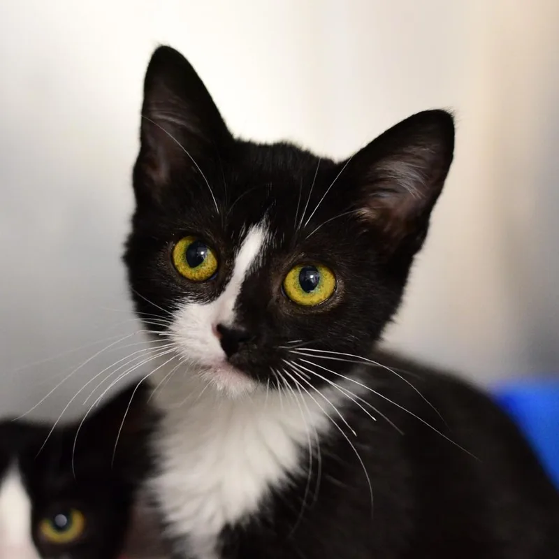 A baby small-sized female Black Domestic Short Hair cat named Sprout for adoption in Idaho Falls, ID