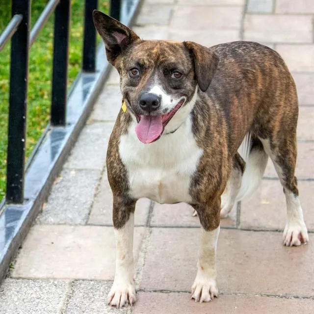 An adult medium-sized female Australian Cattle Dog / Blue Heeler dog named Mozzarella for adoption in St. Louis, MO