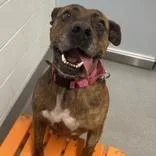 An adult medium-sized female Brindle Pit Bull Terrier dog named Claire for adoption in Hilliard, OH