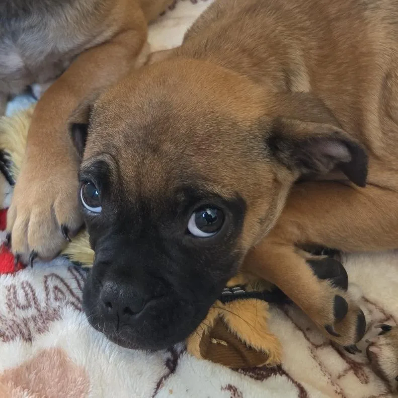 A baby medium-sized male Brown / Chocolate Mixed Breed dog named Rocket for adoption in Fort Bragg, CA