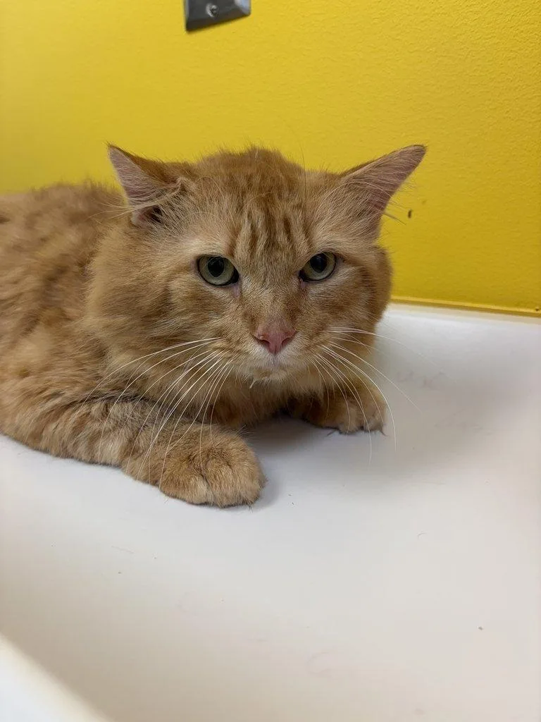 A young medium-sized male Domestic Medium Hair cat named Skiddle bandana for adoption in Raleigh, NC