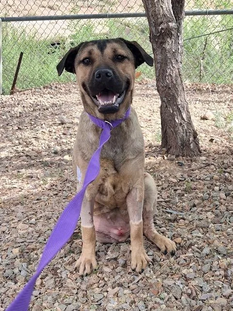 A young medium-sized female Pit Bull Terrier dog named Carmelita for adoption in Albuquerque, NM