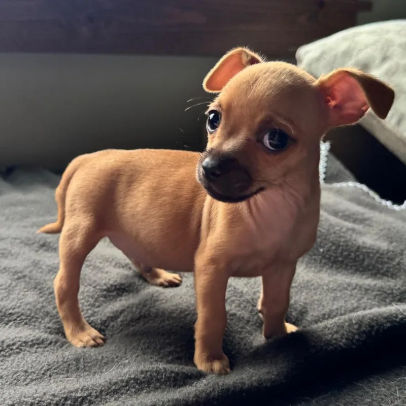 A baby small-sized male Brown / Chocolate Chihuahua dog named Charlie for adoption in Alma, WI