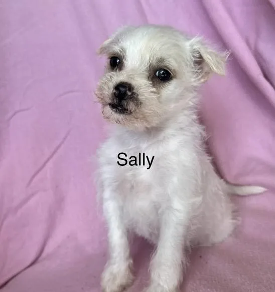A baby small-sized female White / Cream Terrier dog named Sally for adoption in Santa Rosa, CA