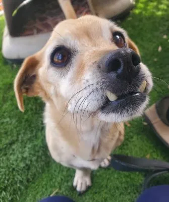 A senior small-sized male Yellow / Tan / Blond / Fawn Chihuahua dog named Tostito for adoption in Santa Paula, CA
