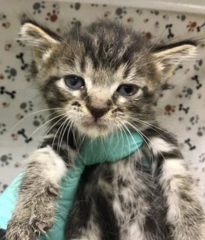 A baby small-sized male Domestic Short Hair cat named Jacob for adoption in Riverside, CA