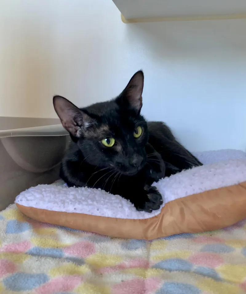 A young medium-sized female Black Domestic Short Hair cat named Invinsible for adoption in Grass Valley, CA