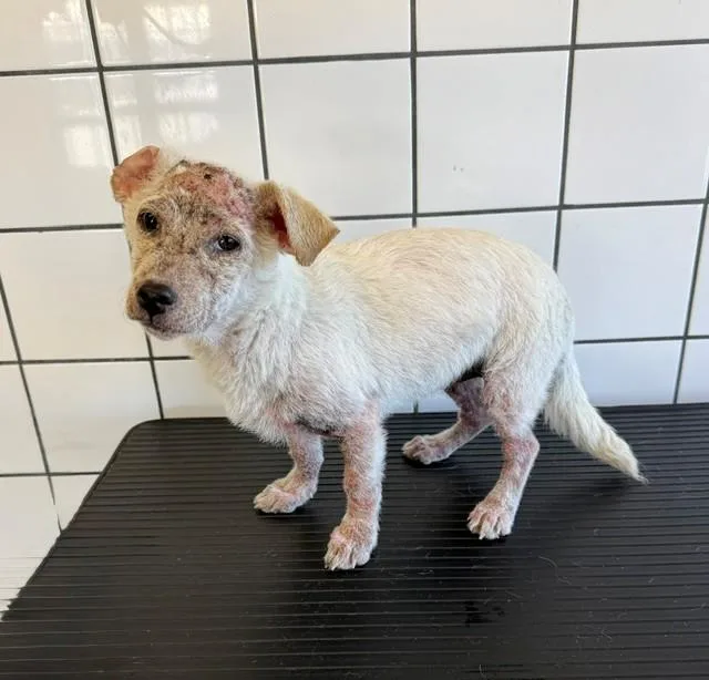 A baby small-sized female Chihuahua dog named Garbanzo for adoption in Downey, CA