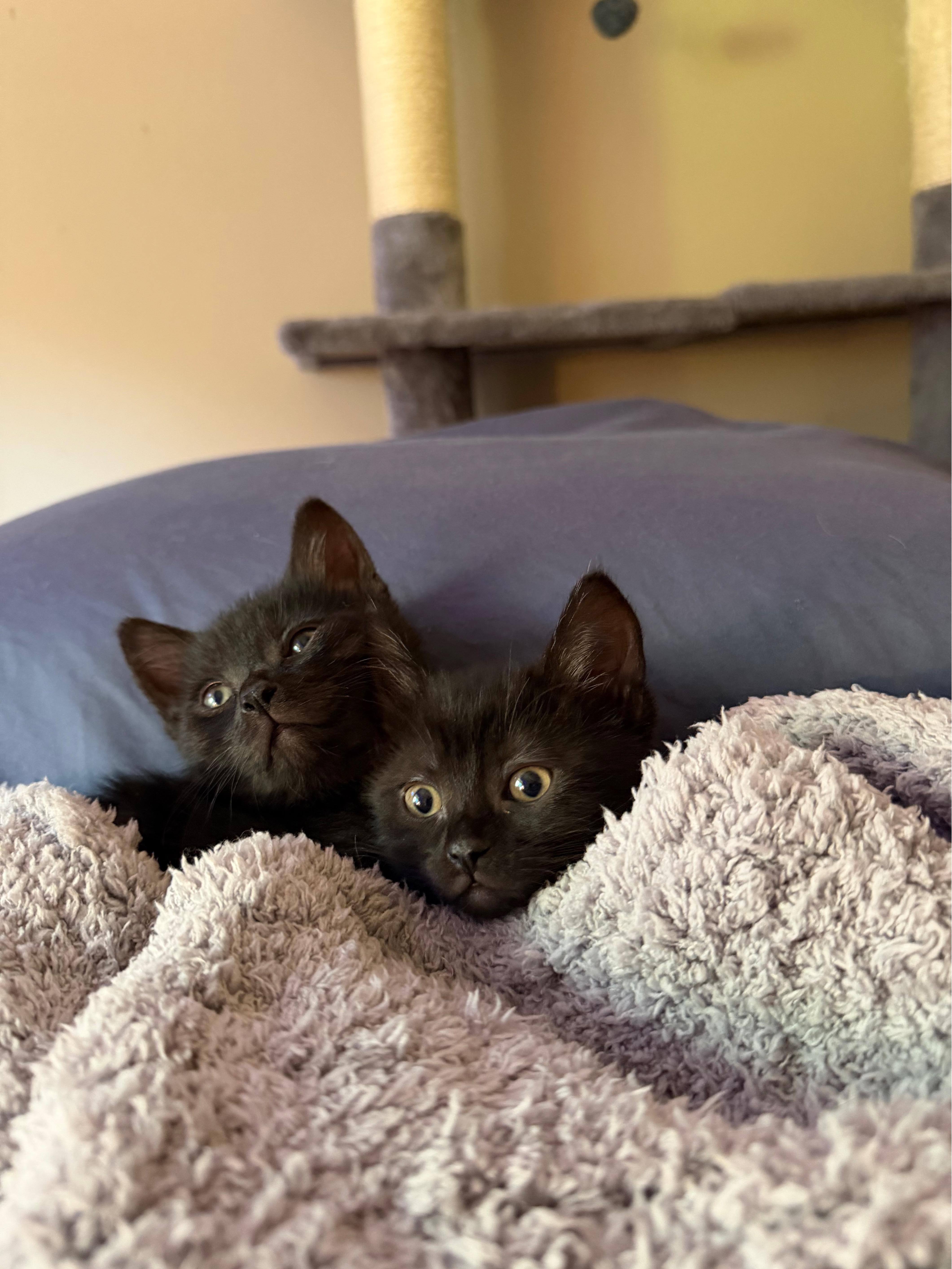 A baby medium-sized male Black Domestic Short Hair cat named Batty Koda for adoption in Hillsboro, OR