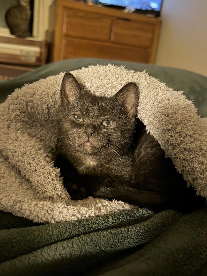 Batty Koda thumbnail 2