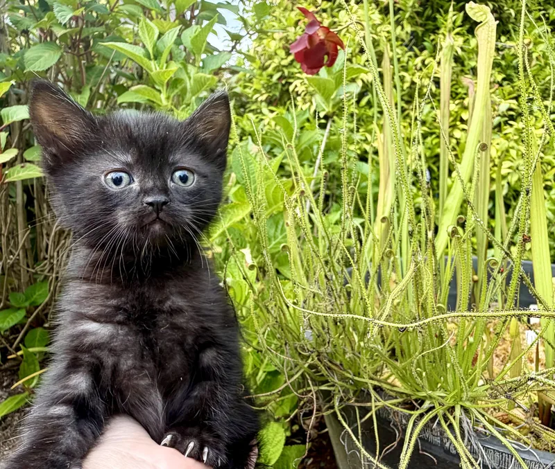 Batty Koda thumbnail 5
