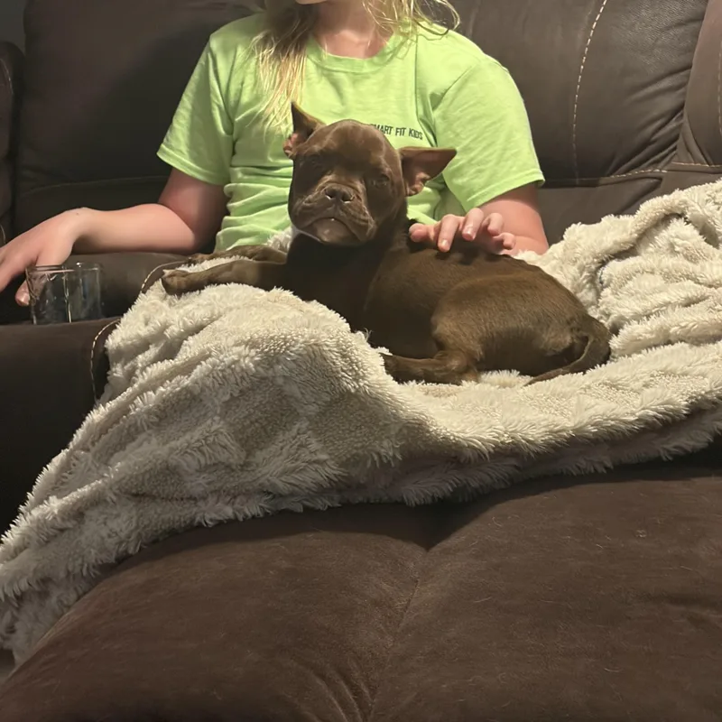A young medium-sized male Brown / Chocolate French Bulldog dog named Tadpole for adoption in North Freedom, WI