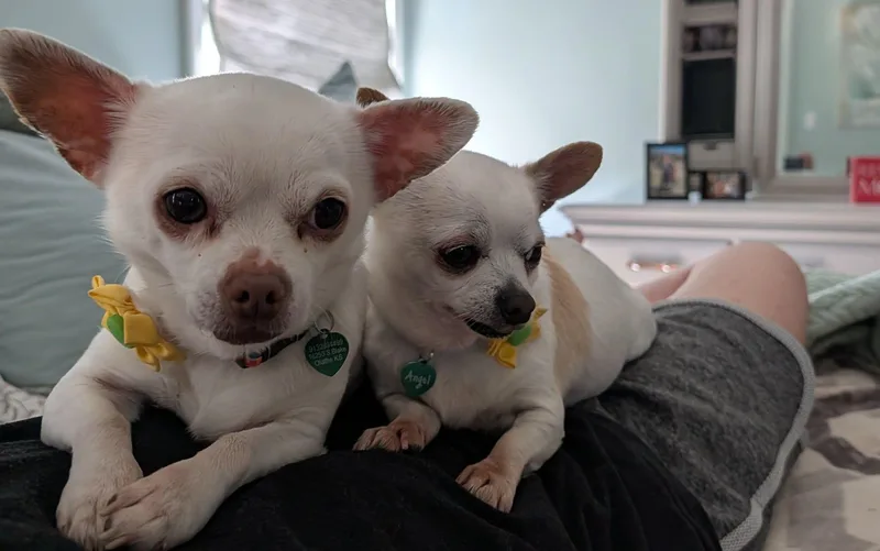 Angel And Sadee