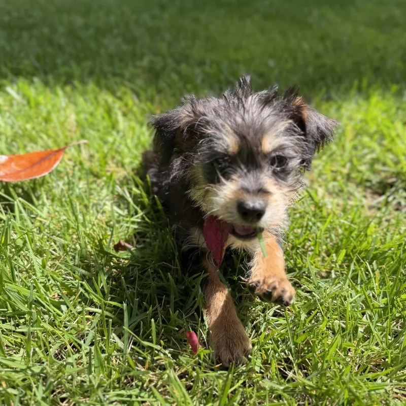 Zola