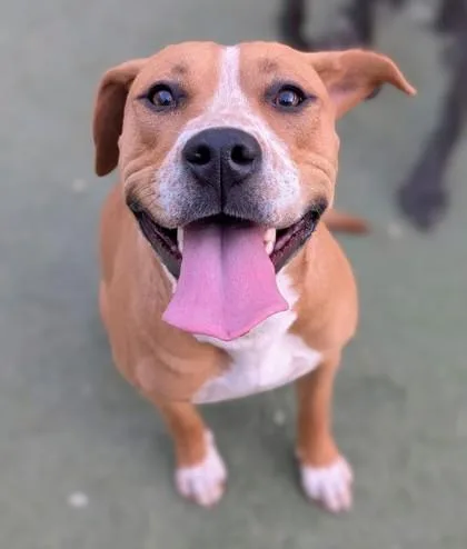 An adult large-sized female Pit Bull Terrier dog named Poppy for adoption in El Paso, TX