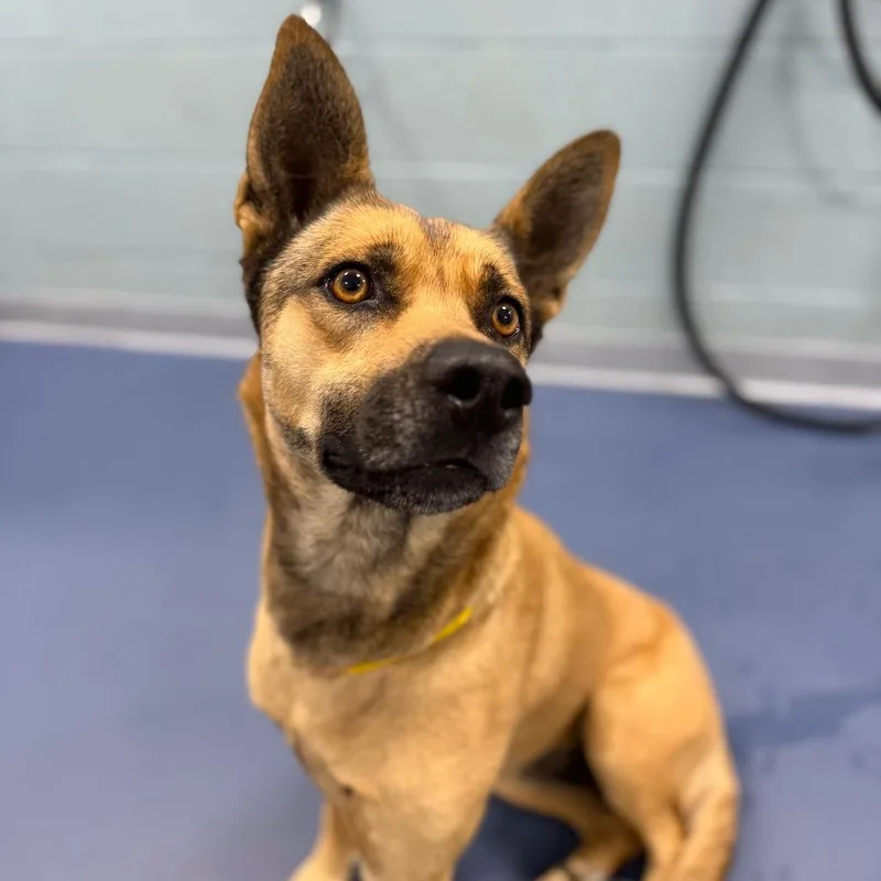 An adult large-sized female Brown / Chocolate Shepherd dog named Crockpot for adoption in Greensboro, NC