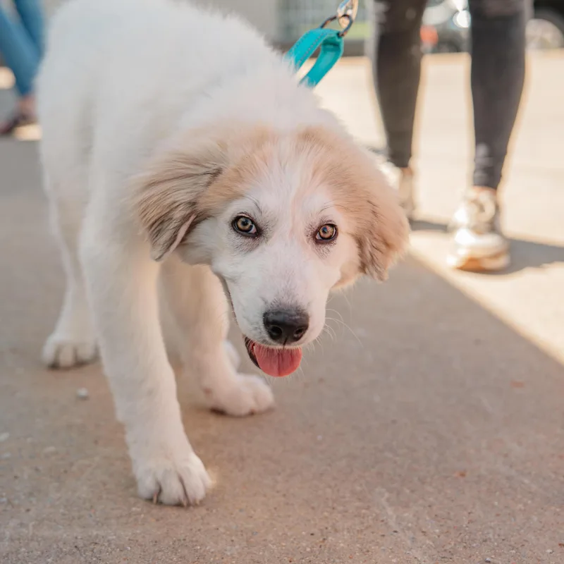 A baby extra large-sized male Great Pyrenees dog named Rj for adoption in Greer, SC