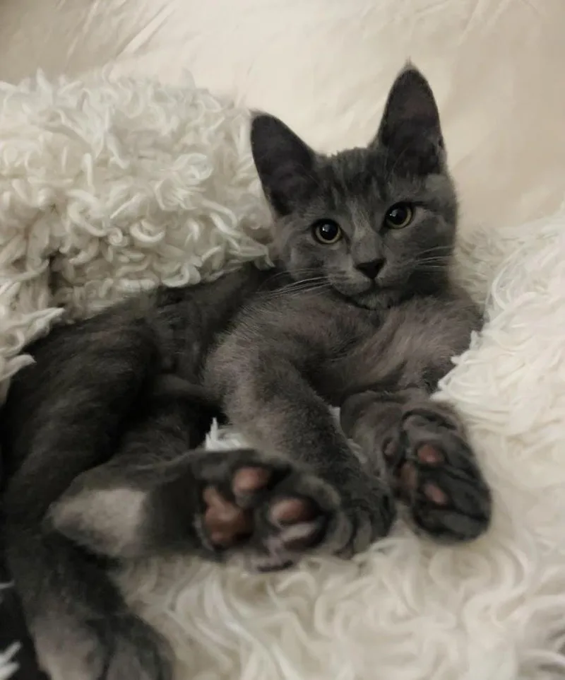 A baby small-sized female Gray / Blue / Silver Russian Blue cat named Misha for adoption in Fremont, CA