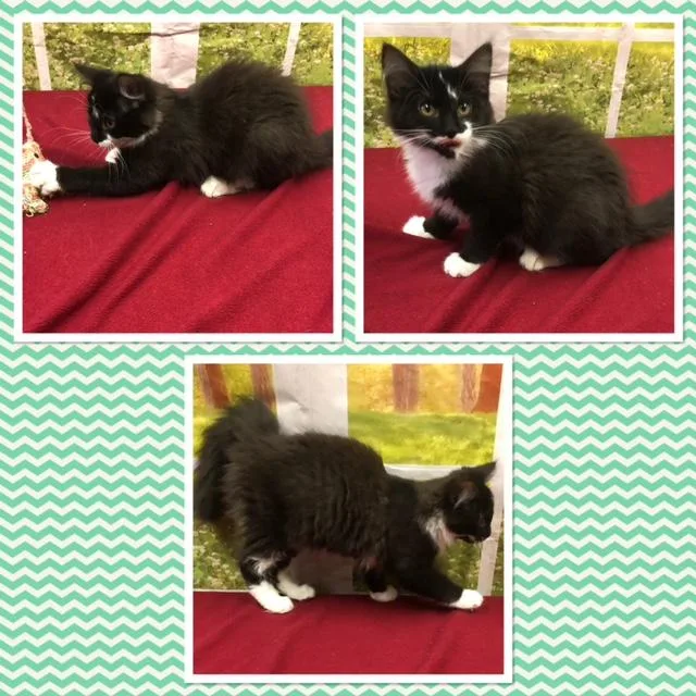 A baby small-sized female Black & White / Tuxedo Domestic Long Hair cat named Omen for adoption in Buckhannon, WV