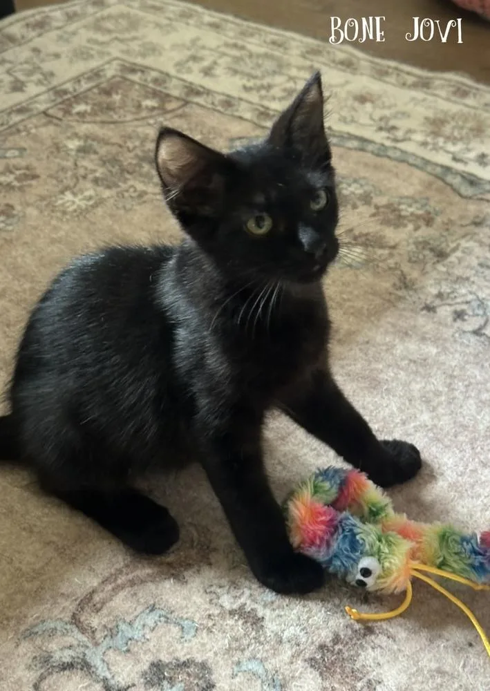 A young medium-sized male Black Domestic Short Hair cat named Bon Jovi for adoption in Aurora, CO