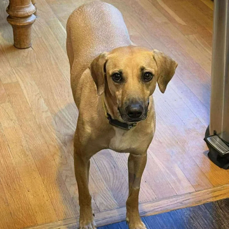 An adult medium-sized female Apricot / Beige Yellow Labrador Retriever dog named Petra for adoption in Columbia, MD