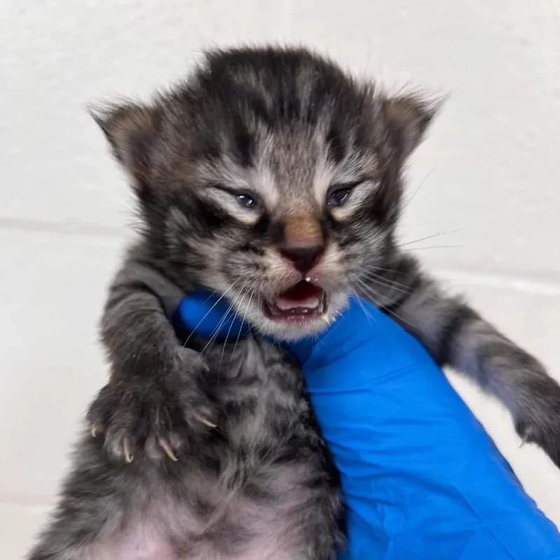 A baby small-sized male Brown / Chocolate Domestic Medium Hair cat named Lot for adoption in Lyndhurst, VA