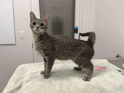 An adult medium-sized female Gray / Blue / Silver Domestic Short Hair cat named Mama Mia! My Spaghetti! for adoption in Kansas City, MO