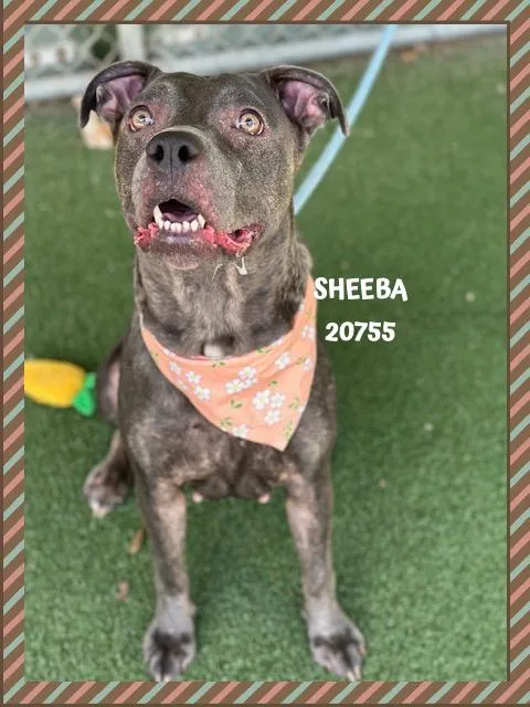 A young medium-sized female Gray / Blue / Silver Pit Bull Terrier dog named Sheeba for adoption in Marietta, GA