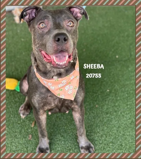 Sheeba thumbnail 2