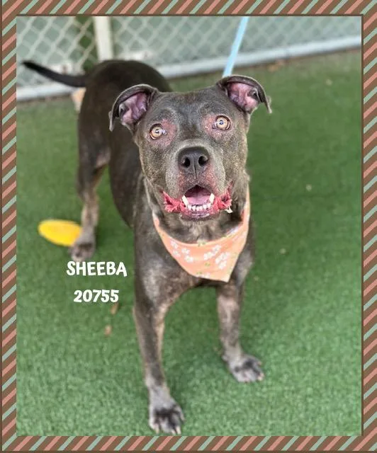 Sheeba thumbnail 3