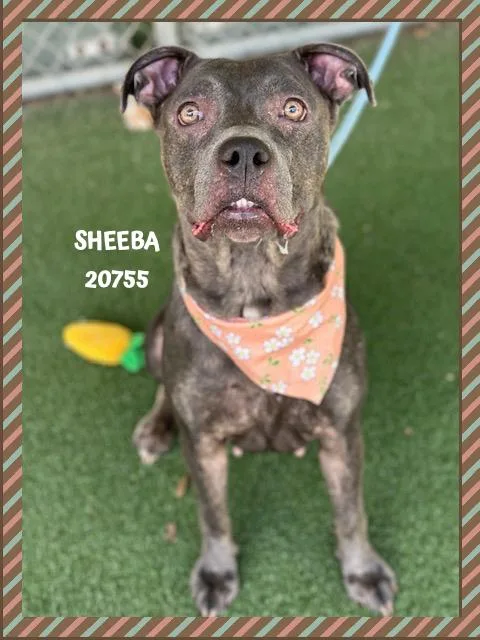 Sheeba thumbnail 4