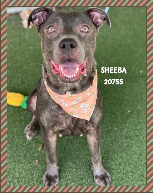 Sheeba thumbnail 5