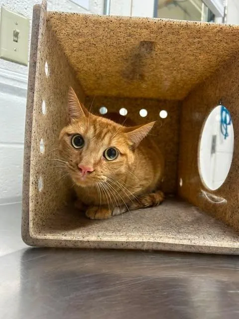 An adult small-sized male Tabby (Orange / Red) Tabby cat named Mcgilla for adoption in Fruit Heights, UT