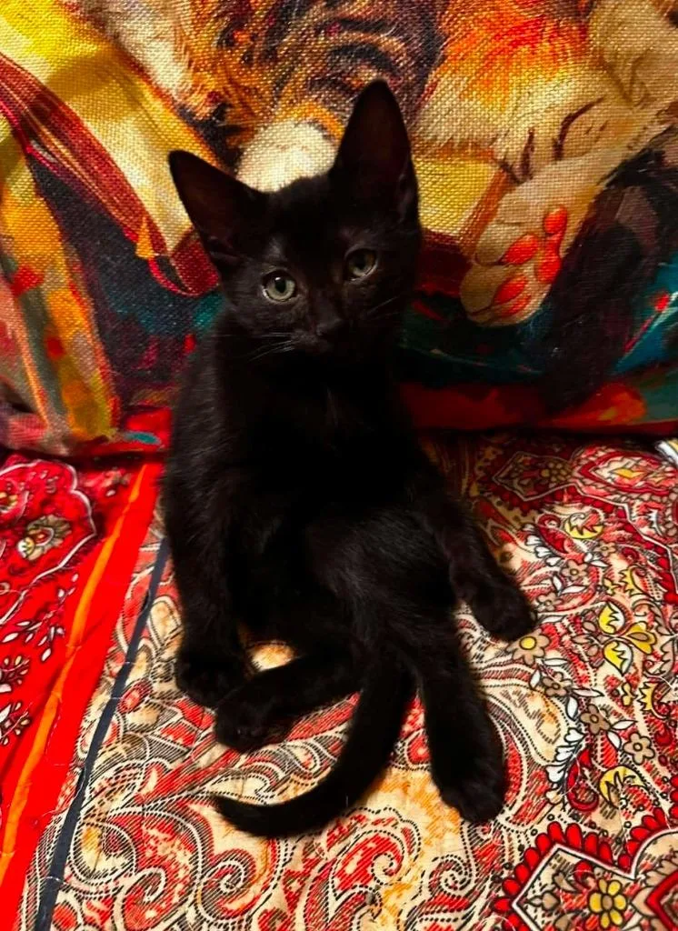 A baby medium-sized male Domestic Short Hair cat named Boo Radley for adoption in El Dorado, AR
