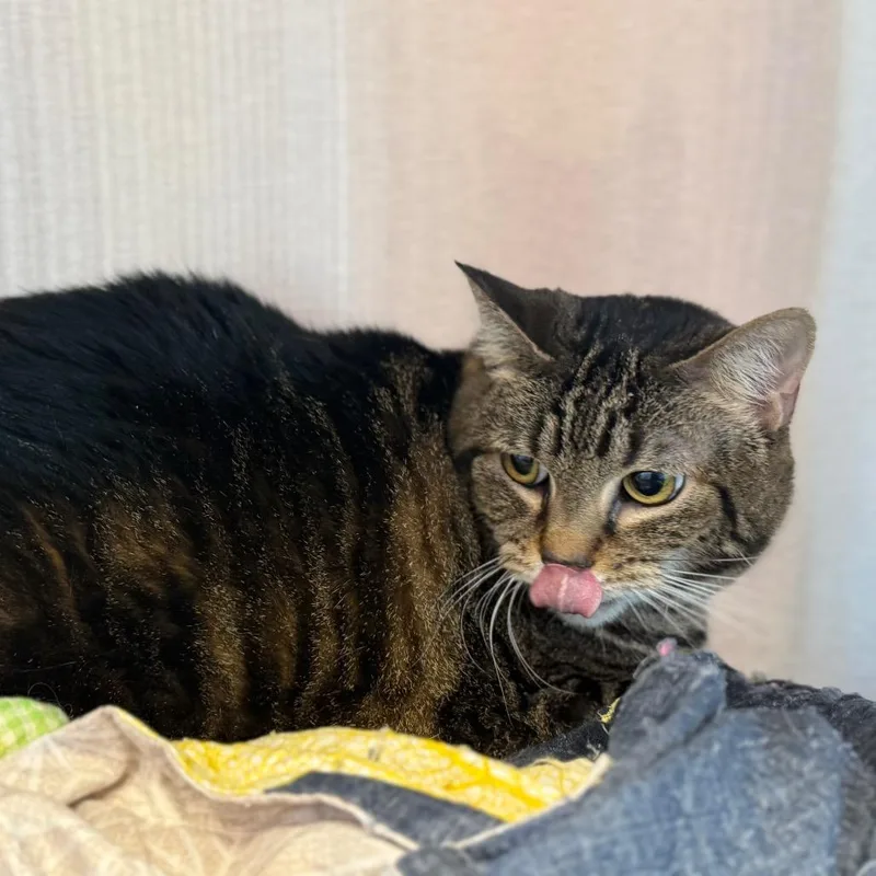 A young large-sized female Black Domestic Short Hair cat named Kiana for adoption in Madisonville, TN