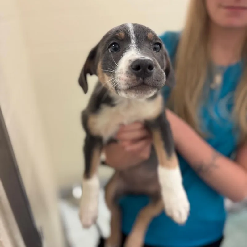 A baby medium-sized female Gray / Blue / Silver Mixed Breed dog named Bloom for adoption in Hendersonville, NC