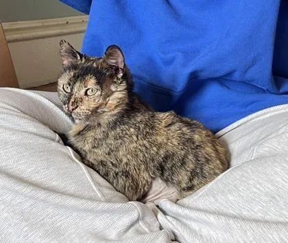 A young small-sized female Domestic Short Hair cat named Paws for adoption in St. Anne, IL