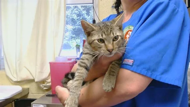 A baby medium-sized male Domestic Short Hair cat named Buddy for adoption in Cookeville, TN