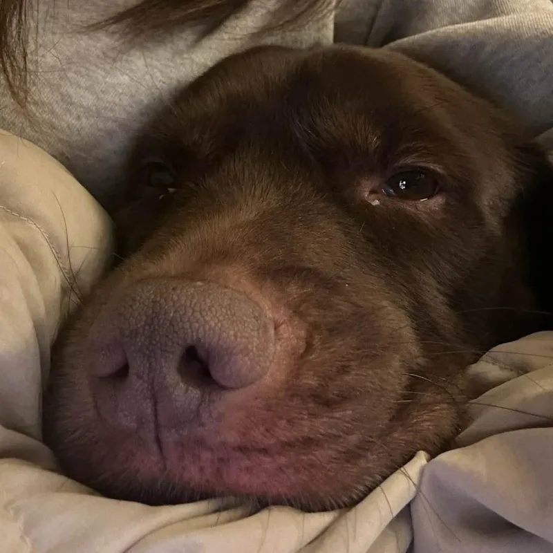 An adult large-sized male Chocolate Labrador Retriever dog named Kobe for adoption in Cumming, GA