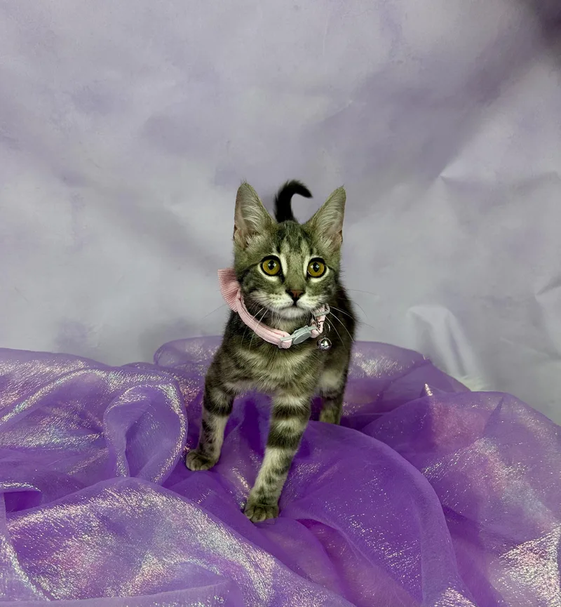 A baby medium-sized female Tabby (Gray / Blue / Silver) Domestic Short Hair cat named Ellie for adoption in Houston, TX