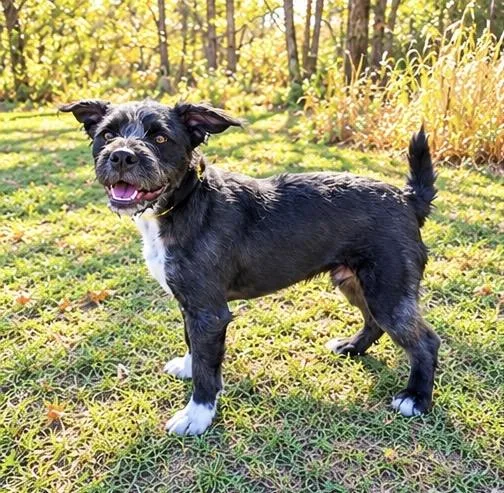 A young medium-sized male Black Standard Schnauzer dog named Gordo for adoption in Foley, AL