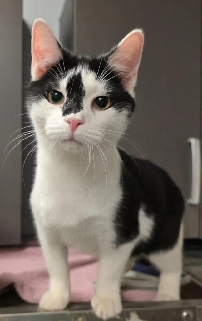 A baby medium-sized male Domestic Short Hair cat named Atlas for adoption in Sprakers, NY