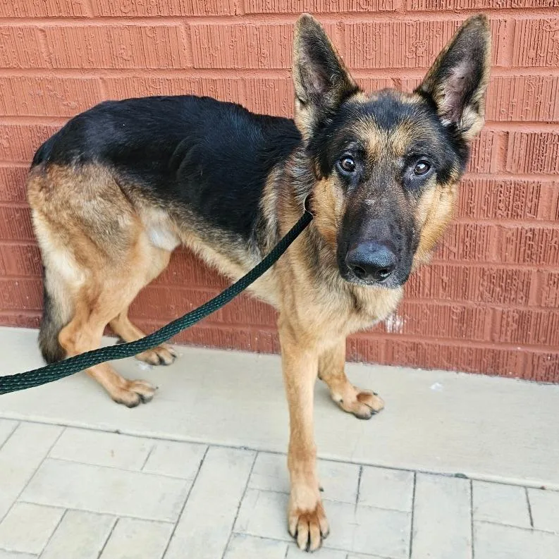An adult large-sized male German Shepherd Dog dog named Archie for adoption in Los Angeles, CA