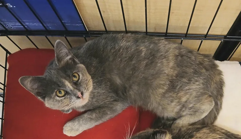 A baby medium-sized female Dilute Tortoiseshell cat named Connie for adoption in Albuquerque, NM